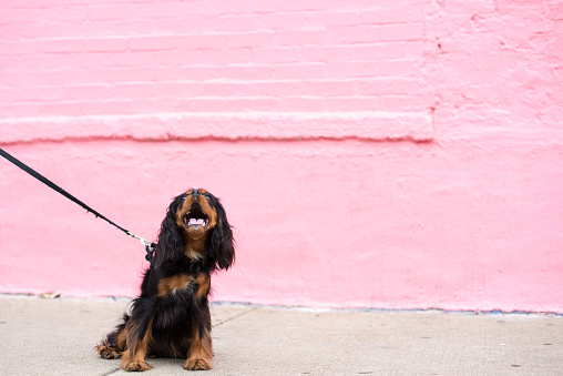 Cute Cavalier King Charles Spaniel barks while out for a walk in the city, with a pink brick wall behind her