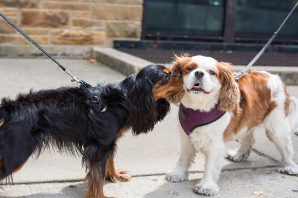 Two Cavalier King Charles Spaniels meeting