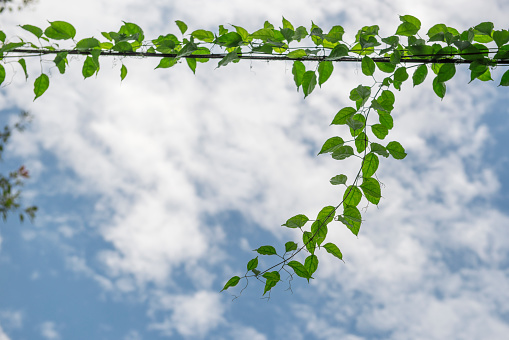 Climbing vine on electric wire on blue sky background.