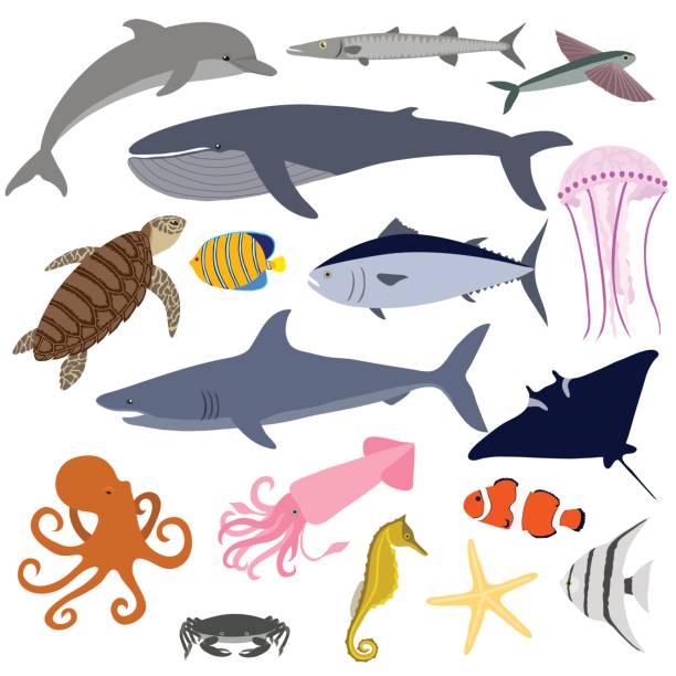 ilustraciones, imágenes clip art, dibujos animados e iconos de stock de conjunto de vida marina. pescado, ballena, pulpo, tortuga, cangrejo, tiburón, delfín, caballito de mar y otros. - shark animal blue cartoon