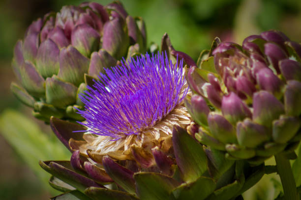 primer plano de flor de alcachofa - artichoke vegetable macro close up fotografías e imágenes de stock