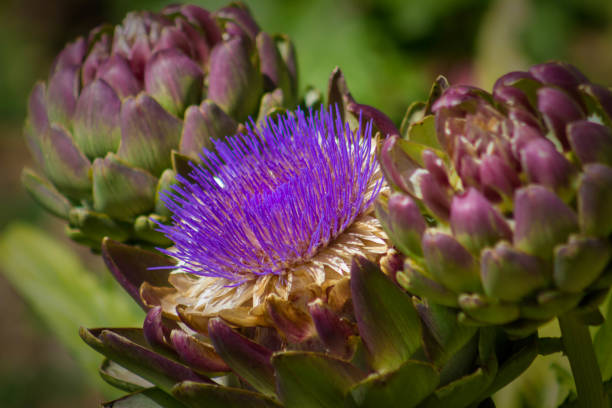 istock Artichoke Flower Close-up 832866978