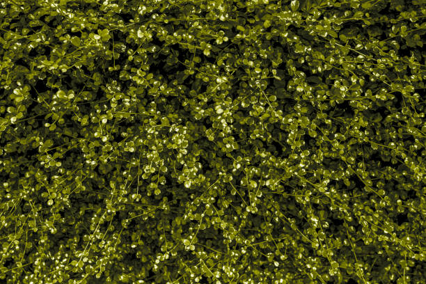 istock Texture pattern abstract background can be use as wall paper screen saver brochure cover page or for presentations background or articles background also have copy space for text. 832871850