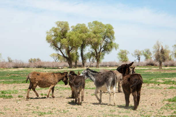 istock donkey, ass, jackass, goat, moke, neddy, burro, neddy 832872828
