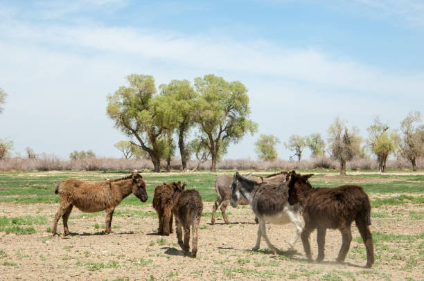 istock donkey, ass, jackass, goat, moke, neddy, burro, neddy 832872836