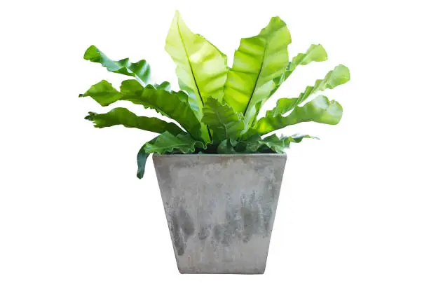 Photo of green plant in pot isolated on white background