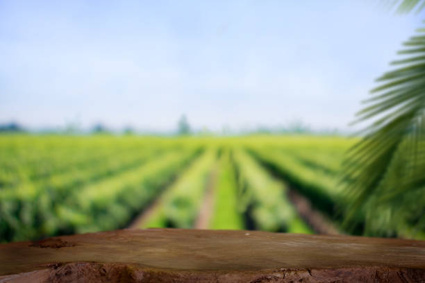 istock Empty rustic top wood table at gripening soybean field. 832894328