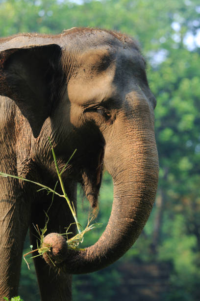 istock Elephant eat a lot of grass 832894726
