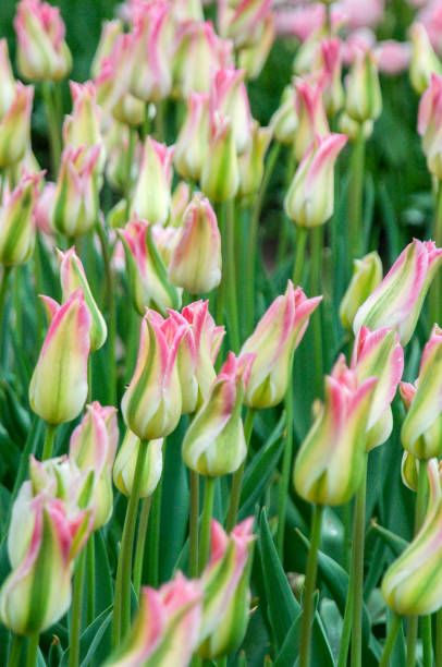 istock Flowers in the garden 832914520