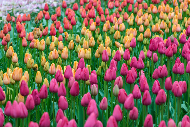 istock Flowers in the garden 832914582