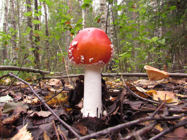istock Mushroom fly agaric in the forest 832915112