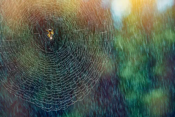 Spider in the web with water drops in the rain