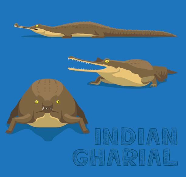 illustrations, cliparts, dessins animés et icônes de gavial du gange indien cartoon vector illustration - gavial