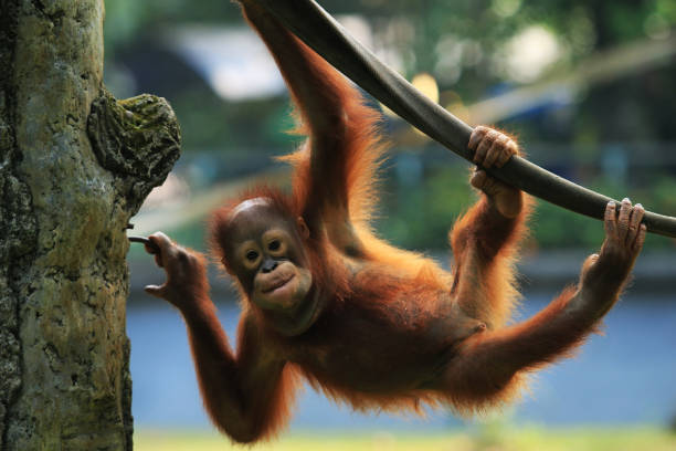 bebé orangután - kalimantan fotografías e imágenes de stock