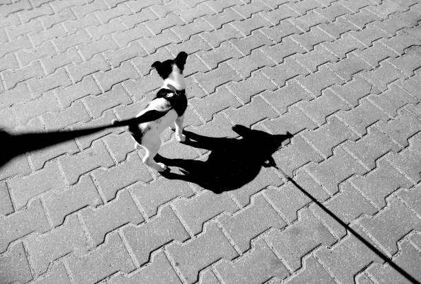 istock Small puppy on leash and its shadow on pavement in black and white 832960024