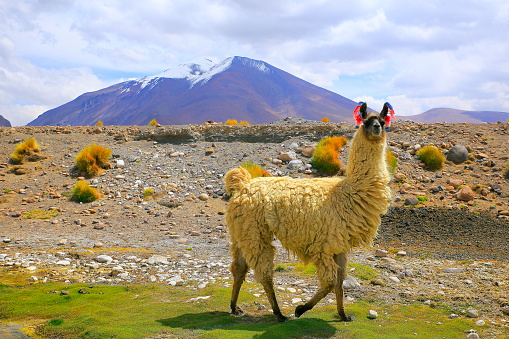 Alpaca andean llama, animal wildlife in Bolivian Andes altiplano and Idyllic Atacama Desert, Volcanic landscape panorama – Potosi region, Bolivian Andes, Chile, Bolívia and Argentina border
