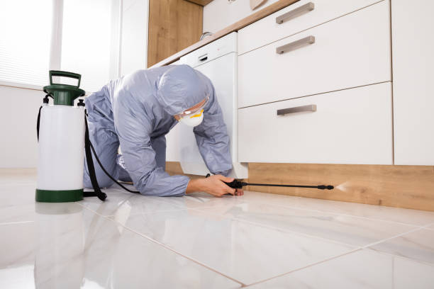 istock Exterminator Spraying Pesticide In Kitchen 832975776