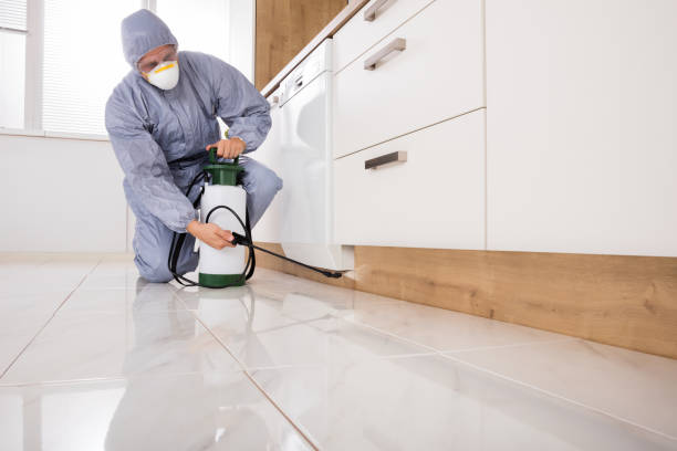 istock Exterminator Spraying Pesticide In Kitchen 832975778