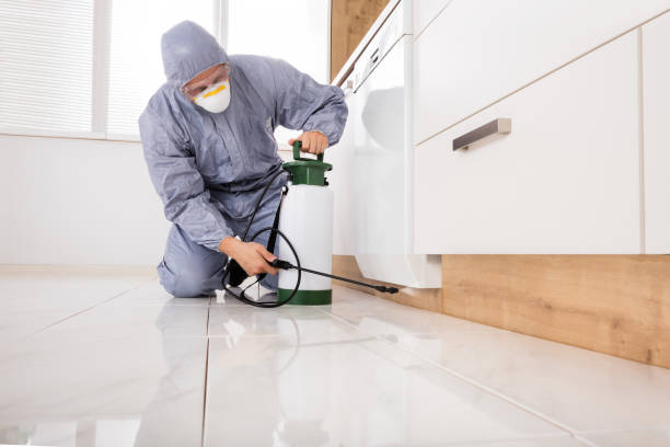 istock Exterminator Spraying Pesticide In Kitchen 832975800