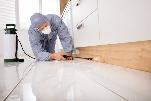istock Exterminator Spraying Pesticide In Kitchen 832975846