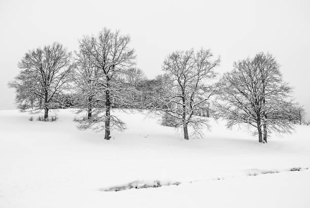 istock Black Trees cover with white snow in black and white background. 832976124