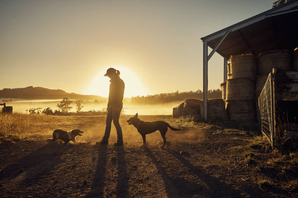 Farmers rise with the sun Shot of a young woman playing with her pet dogs on a farm ranch stock pictures, royalty-free photos & images