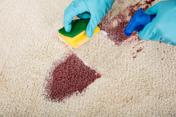 istock Person Cleaning Stain On Carpet 832991106