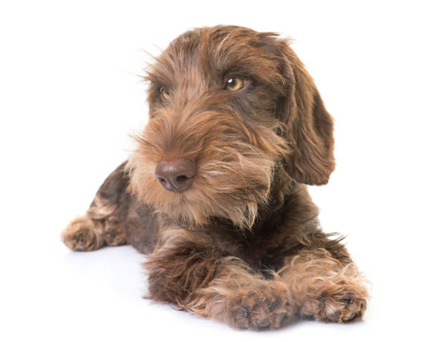 istock puppy Wire-haired Dachshund 832991232