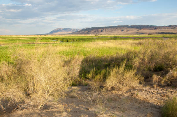 istock steppe summer. Turgai save. Lake in the desert 833040470