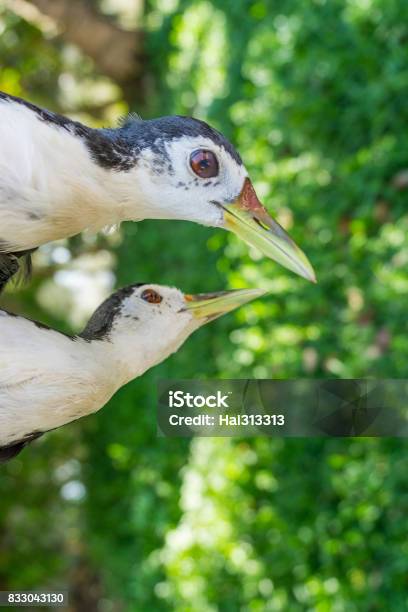 Couple Of Amaurornis Phoenicurus Birds Stock Photo - Download Image Now - Affectionate, Animal, Animal Behavior