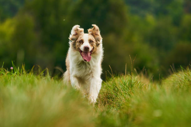 istock aussie dog running outdoors 833049354