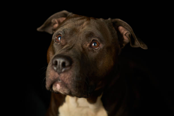 faithful dog black background head of loyal american stafford dog on black background american staffordshire terrier stock pictures, royalty-free photos & images