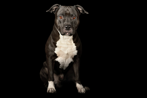 black and white american stafford dog sitting on black background looking at camera