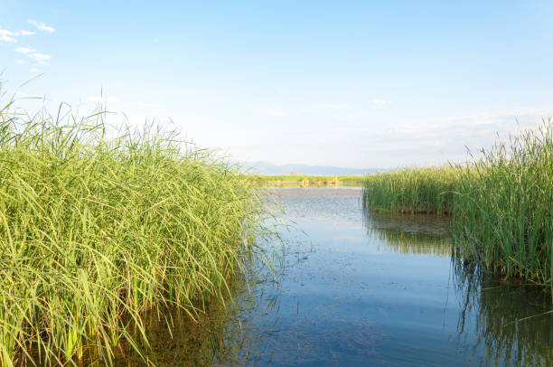 istock steppe summer. Turgai save. Lake in the desert 833050270