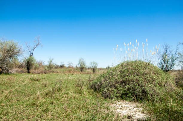 istock near desert.  desert. 833050344
