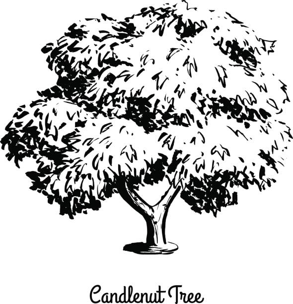 Candelnut Vector 20+ Candlenut Tree Stock Illustrations, Royalty-Free Vector Graphics ...