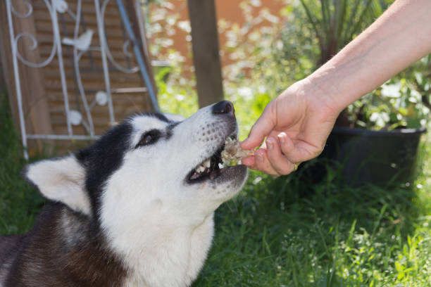 istock Siberian Husky is fed by hand 833058532