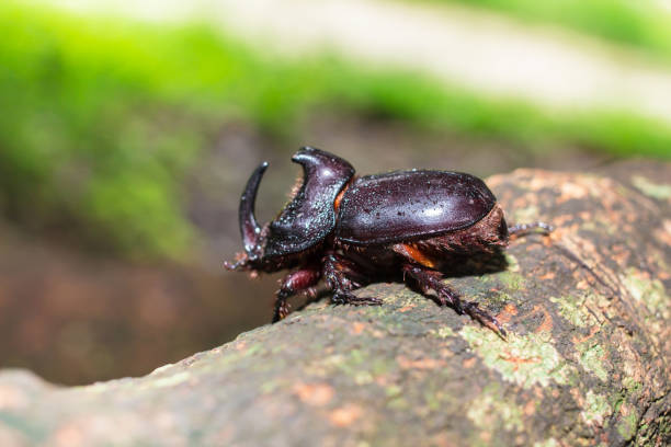 Dynastinae or rhinoceros beetles on branches. Dynastinae or rhinoceros beetles on branches. naso unicornis stock pictures, royalty-free photos & images