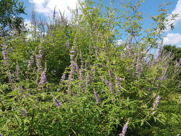 istock Chaste; Vitex agnus; castus; Healing plant 833061412