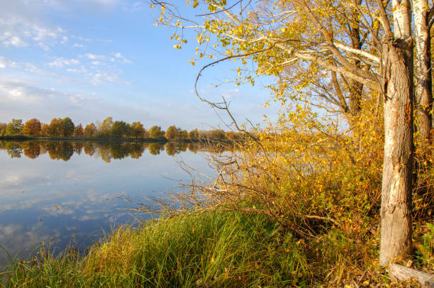 istock Autumn lake cane trees, green grass 833061934