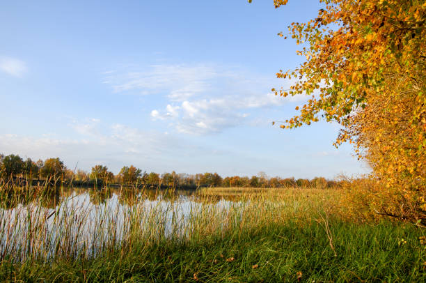 istock Autumn lake cane trees, green grass 833061938