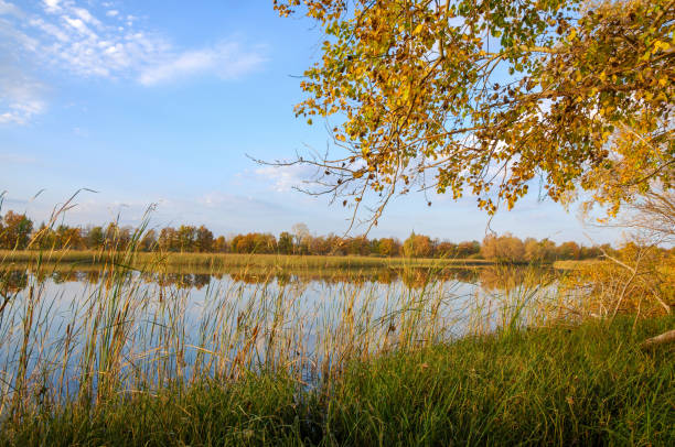 istock Autumn lake cane trees, green grass 833062234