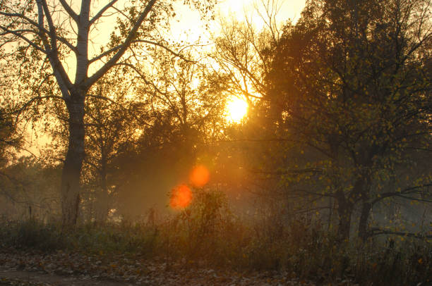 istock Autumn fog, sunrise in the forest 833062580