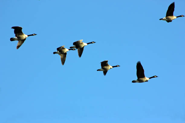 istock Canada Geese in flight, North America 833064380