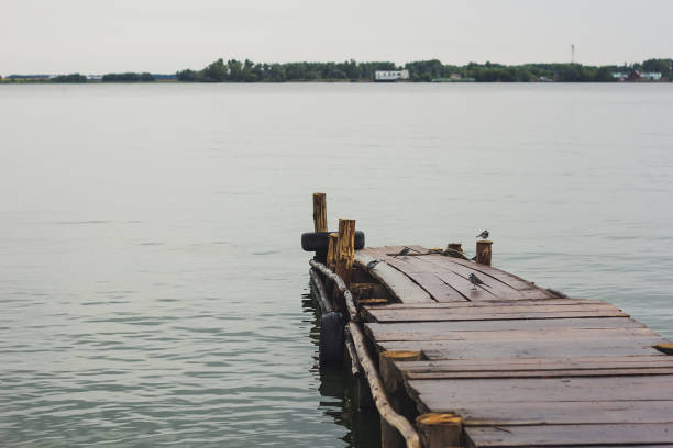 istock Wagtail birds on the pier 833072706