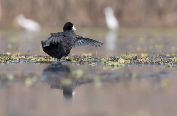 istock Coot in a winter morning 833077392