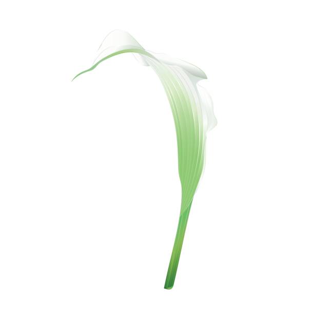 istock Calla lily white  flower   herbaceous perennial ornamental plants   vintage  vector illustration editable 833078312