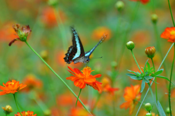 The photo shows yellow/orange cosmos flowers and a butterfly called graphium sarpedon, a species of swallowtail butterfly.