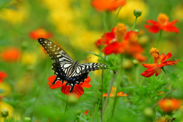 istock Butterfly and Yellow/Orange Cosmos Flowers 833094534