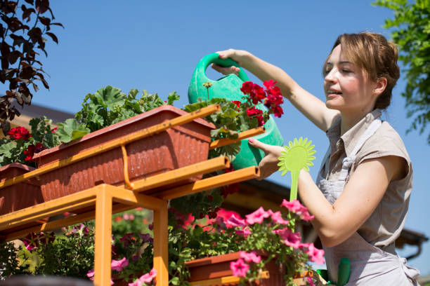 istock Florist watering flowers 833113520